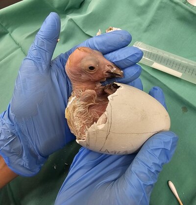 CA-Condor-Alliance-2)