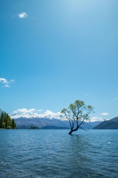 Iconic Lake Wanaka lone tree in New Zealand featured in bespoke travel itineraries by Kelsey Parry Travel with exclusive photography sessions and private lakeside picnics