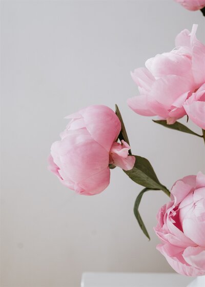 Close up of pink peonies blooming