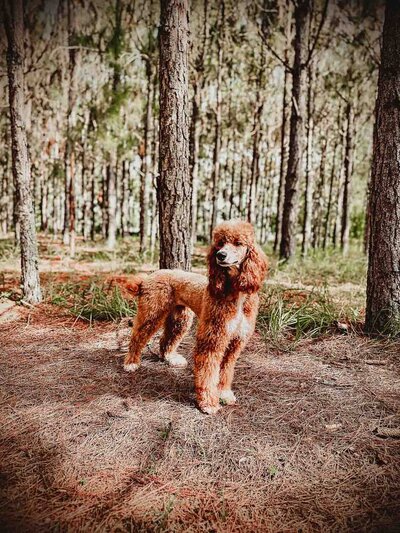Small AKC Standard Poodle standing in wooded area
