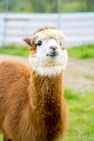 Alpaca and Llama Experience located in the Blue Mountains