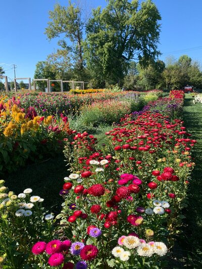 Bloomery | Sweet Peas Flower Farm 18