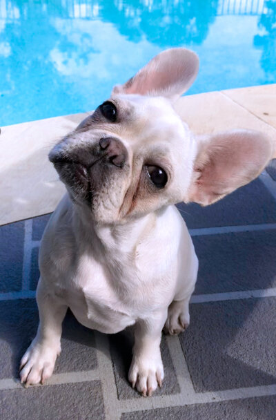 Cream french bulldog called Willow