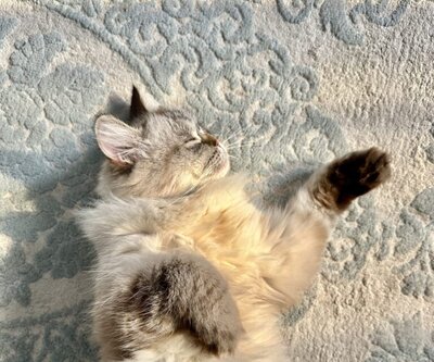 Cat taking a nap in the sun on a rug.