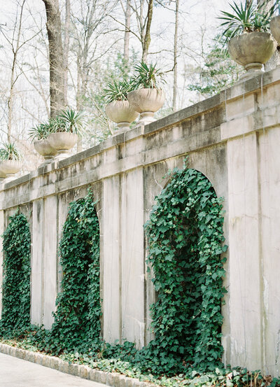 stunning ivy wall at the Swan House