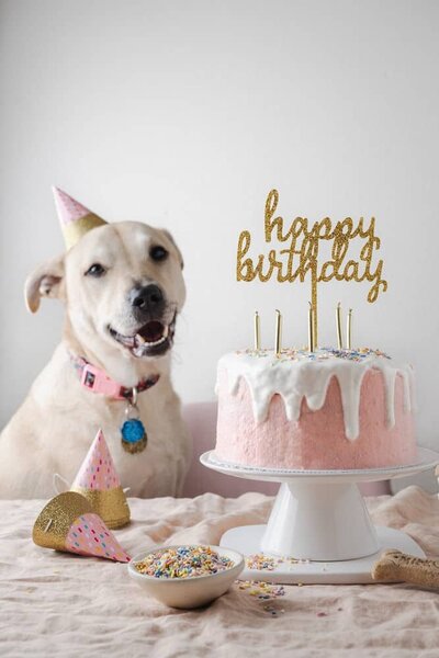 Creating-Kaitlin-Portfolio-Image-Dog-Birthday
