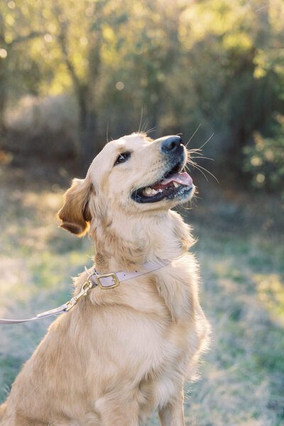 golden retriever young dog side eyeing me