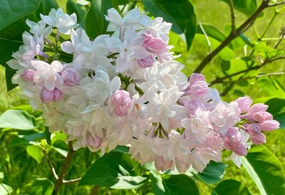 Beauty of Moscow syringa vulgaris pink magenta heirloom lilac at North Country Lilacs nursery in Canton, New York