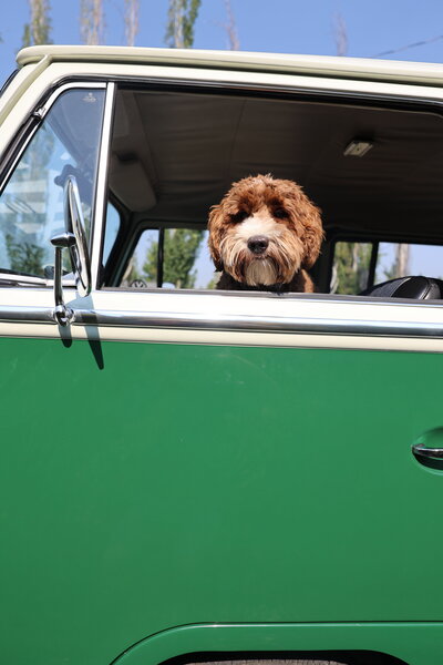 Apricot Australian Labradoodle Poppy