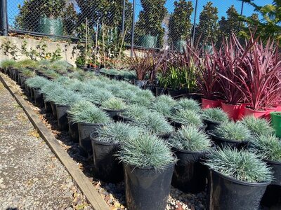 BLUE FESCUE GRASS Festuca glauca