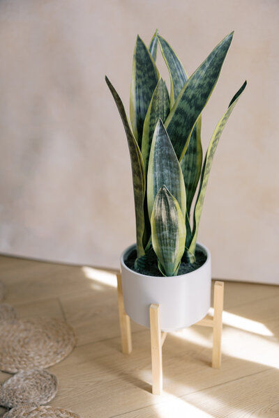 A natural light studio with natural wood floor and a green plant