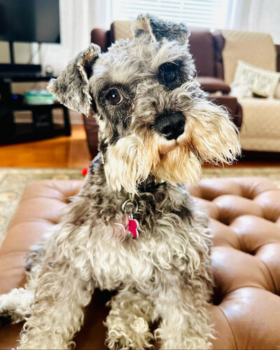 Schnauzer on her back legs wants to get on a couch
