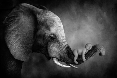 LSP - Baby Mine Elephant Digital Background - Charlie E BW 2