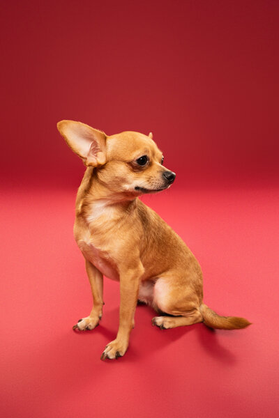 Chihuahua on red background