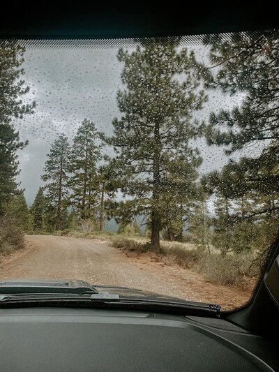 rain on a windshield overlooking pine trees