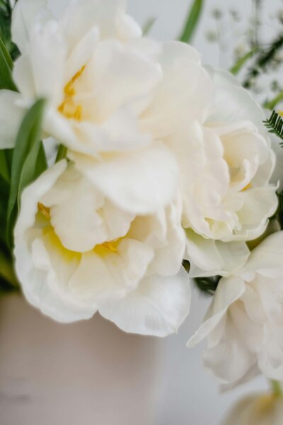 Zoomed in image of white tulips