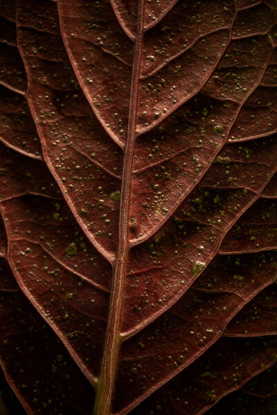 NaturesPatterns_Bayless_C_01