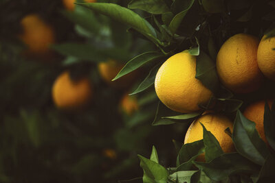 A citrus grove