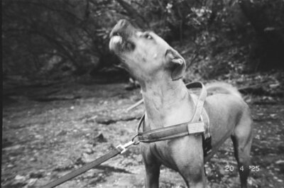 Film photo in black and white of Haley Maria photography's dog Beau barking while camping. 