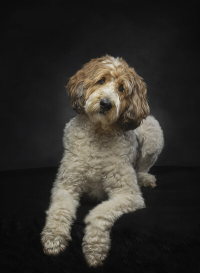 large cream bernadoodle laying down