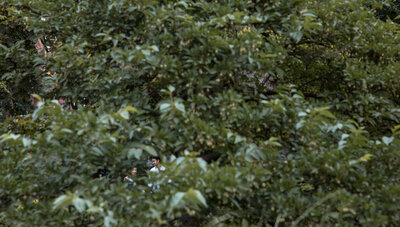picture of green foliage with the couple 
