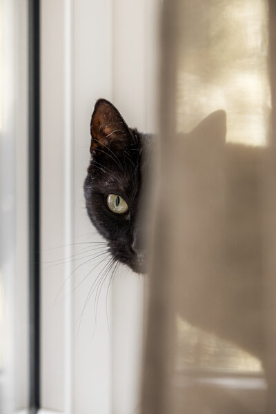 Fotoshoot kat of poes
