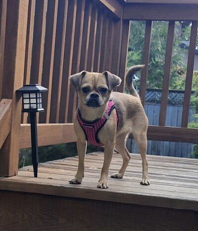Dorothy (3)
