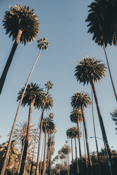 Palm trees blowing in the breeze