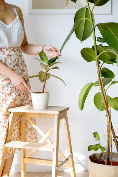 Woman gently touching a house plant