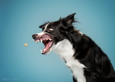Pets-through-the-Lens-Photography-Vancouver—Studio-Dog-Portrait