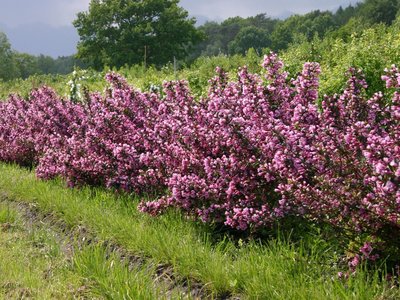 rotblaettrige-weigelie-purpurea-m002276_w_0