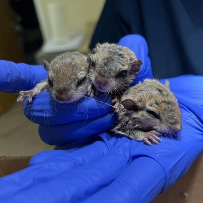 Flying Squirrels