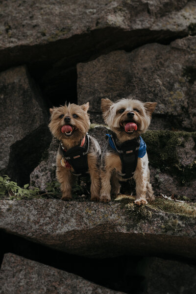 dogs2-6