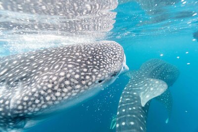 Two whale sharks swim right below the surface of the clear water, the whale sharks reflections  are cast above