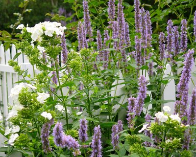 Flourishing garden with tall, vibrant purple and white flowers growing densely along a white picket fence, creating a lush and colorful landscape.