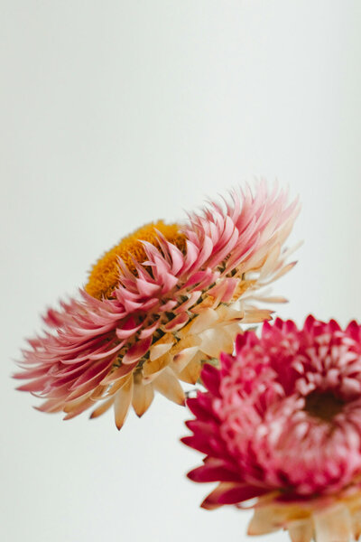 Close-up of pink flowers with intricate petals against a white background