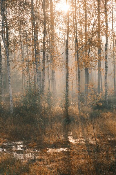 mika-luoma-EvGV1hiXk_Y-unsplash