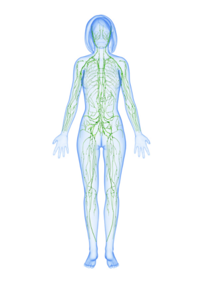 Lymphatic system & lymphatic massage franklin tn