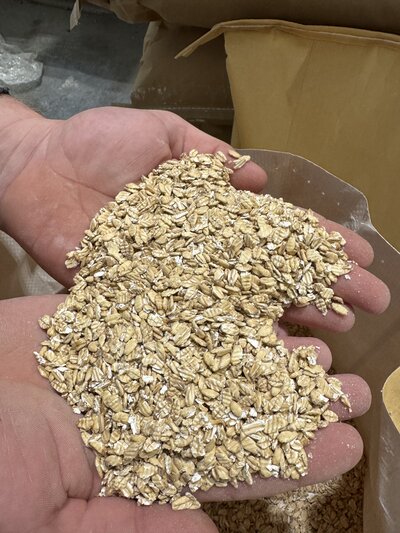 Freshly flaked white wheat on the line at 1331 Flaking Co.