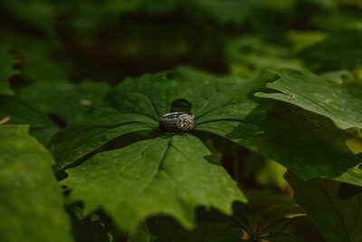 elopement vow books