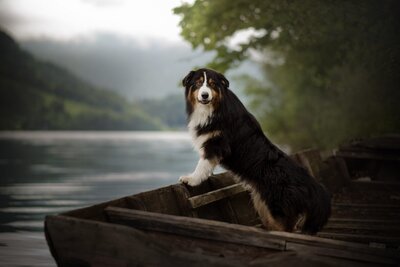 a collie dog in a boat on a river 