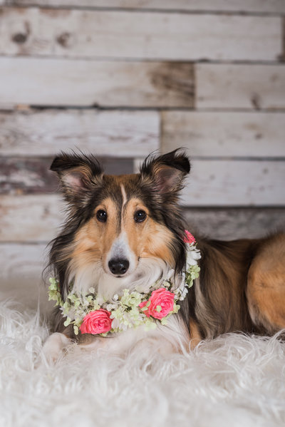 photo of a sheltie laying on a bed
