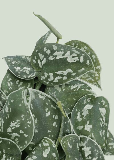 Townsend Majors' satin pothos plant Illustration