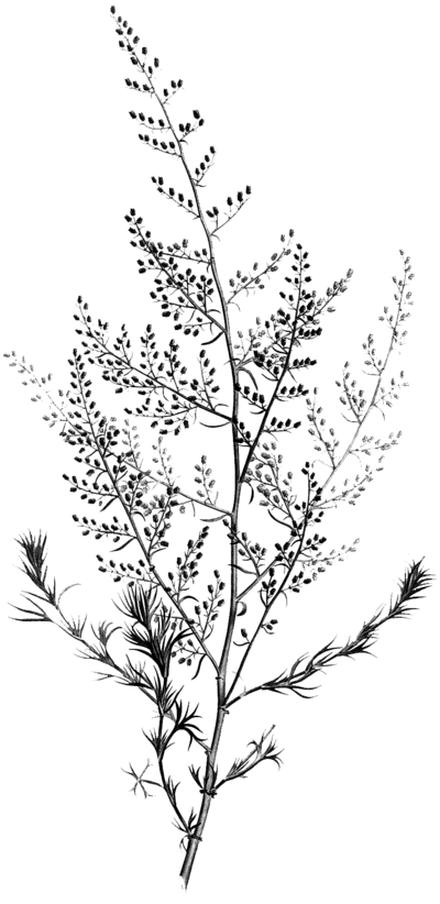 black-and-white-plant-no-background