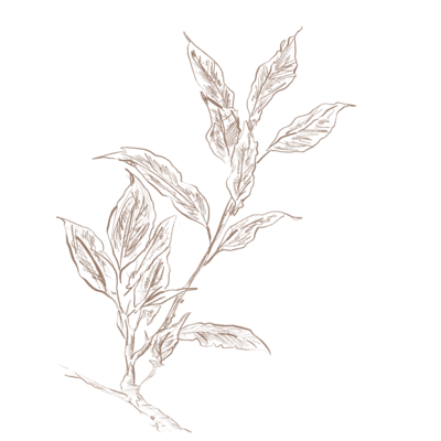 light brown laurel branch