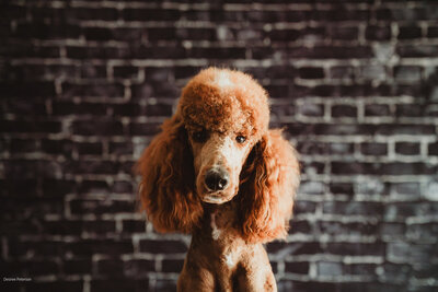 Teddy the Poodle headshot
