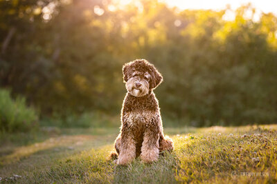 Red Australian Labradoodle Breeder in Alberta