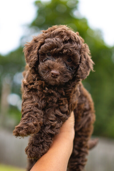 Multicolor Doodle Puppy Being Held in One Hand