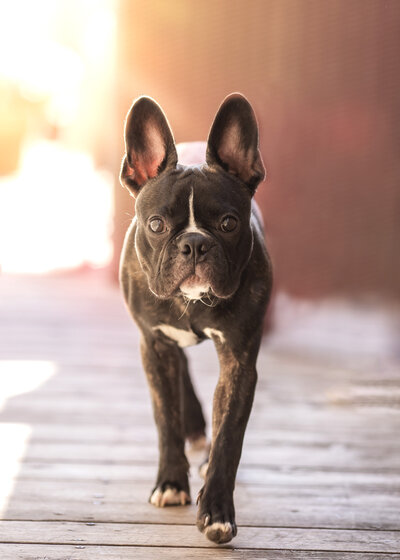 a frenchton walking towards the camera