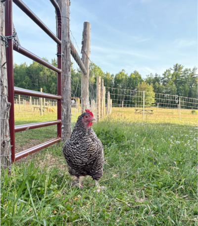 Screen Shot 2025-06-29 at 8.01.17 PM